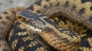 Змия на viper: външен вид, как да се различава, къде животът, какво яде, навици, характер, снимка...